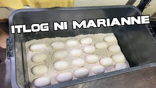 COLLECTING RETICULATED PYTHON EGGS | MARIANNE