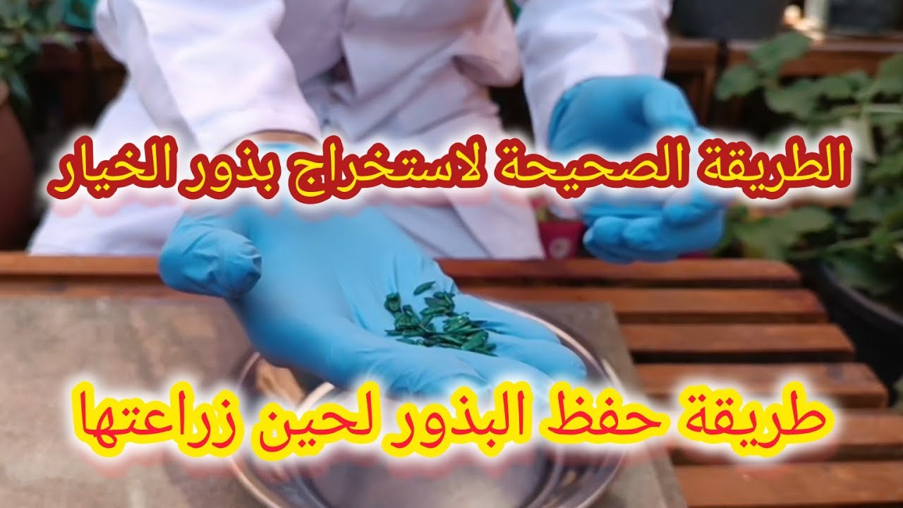 سلسلة استخراج بذور الخضروات ح ٢ ( بذور الخيار )