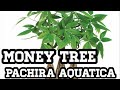 Pachira Aquatica Tips de Cultivo y plagas