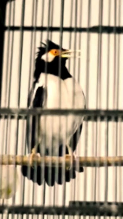 jalak suren gacor isian jangkrik