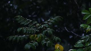 DSCF4311