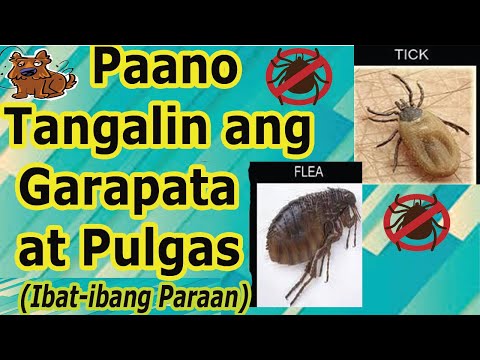 Video: Paano Alisin Ang Mga Pulgas