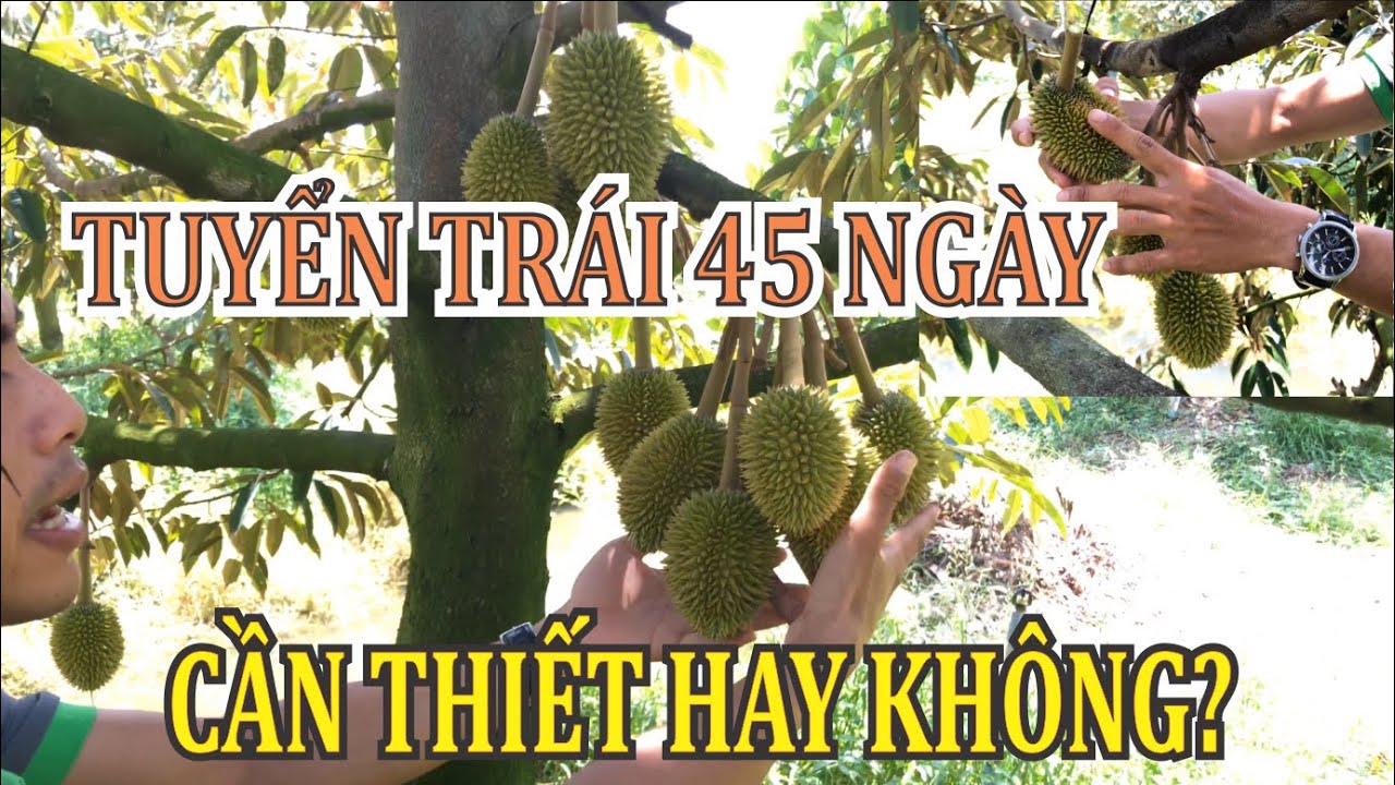Tuyển trái sầu riêng 45 ngày | Tuyển trái giai đoạn 2