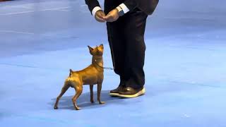 Miniature Pinscher in Group judging at the Tokyo JKC show on Saturday, April 6, 2024