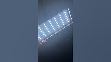 Thử mua đèn đỏ cá không đỏ nước trên mạng liệu có đúng như thật #thuysinh #shorts