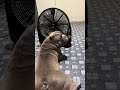 ลมเย็น #americanbully #สัตร์เลี้ยง #อเมริกันบูลลี่ ฟินๆ