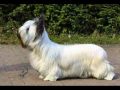 Skye Terrier 1 の動画、YouTube動画。