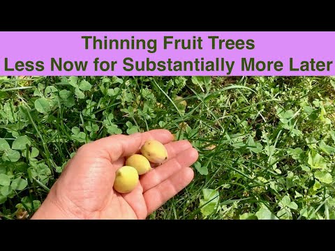 Thinning Fruit Trees – Less Now for Substantially More Later