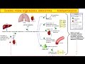 Sistema Renina-Angiotensina-Aldosterona y antihipertensivos