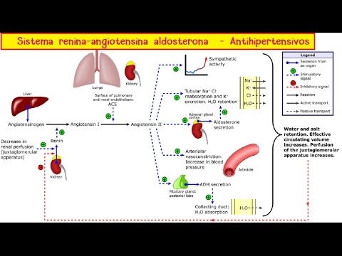 Vídeo: Angiotensina Hormonal: Síntesis, Funciones, Bloqueadores De Receptores