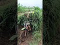 pulang kerja nyambi cari pakan sapi :-)