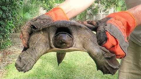 Softshell Turtle Rescue - Mini Documentary