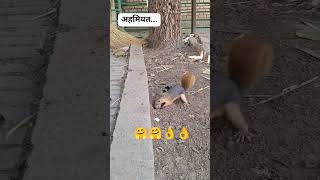 नेचर 😘😘 #nature #naturelovers #shortsfeed #shortvideo #shortsviral #trendingshorts