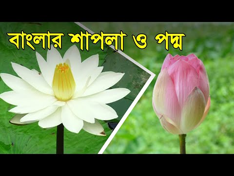 ভিডিও: লিলাক কখন ফুটে?