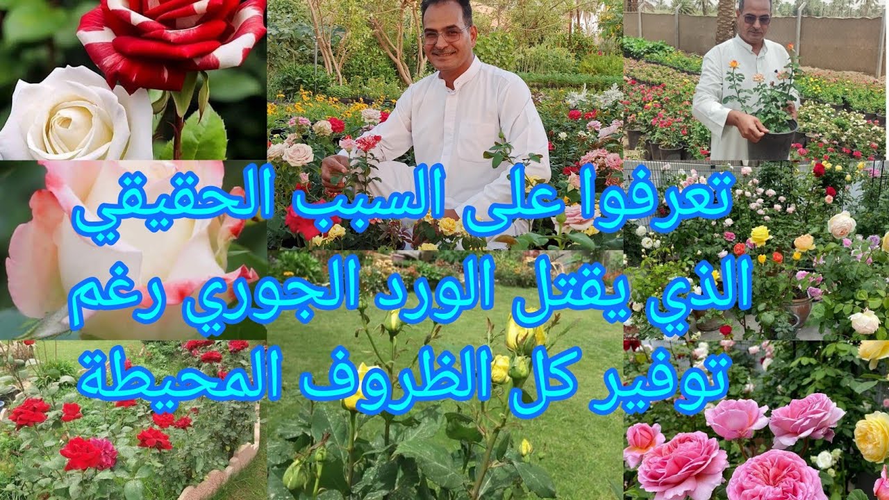 أسباب موت الورد الجوري رغم توفير كل الظروف المناسبة لنموه تعرفوا على الأسباب الغريبة