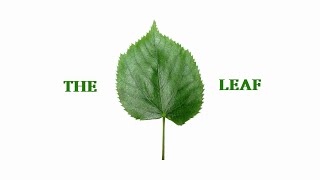 The Leaf - Montessori Botany