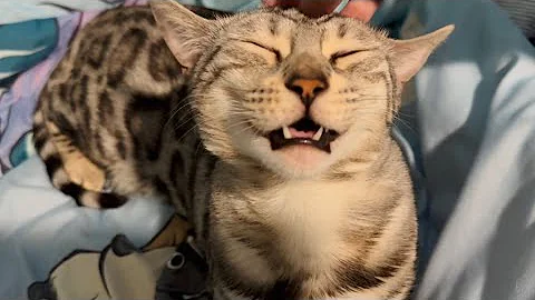 Watch the video about Leopard kitty with silent meows!