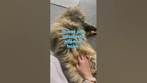 Video 11349711: funnycats mainecoon, maine coon girl, maine coon playing