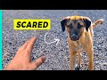 SAVING DOGS in Turkey (Beautiful &amp; Emotional)