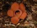 Rafflesia Time Lapse