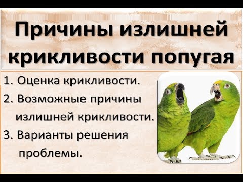 Причины излишней крикливости попугая. Почему попугай много кричит.