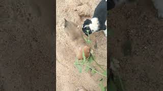 show me your youtubeshorts shortvideo dog pets animals