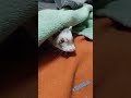 憨吉今天不知道怎麼了 What’s wrong about Hanji today ? 😐 #雪貂姐弟 #寵物  #ferret #animals #pets #可愛い #日常 #cute #好玩