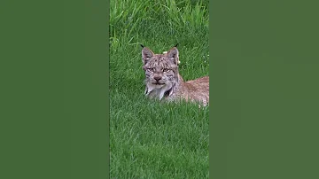 What Sets The Lynx Apart From Other Cat Species? | NATURE Shorts | PBS