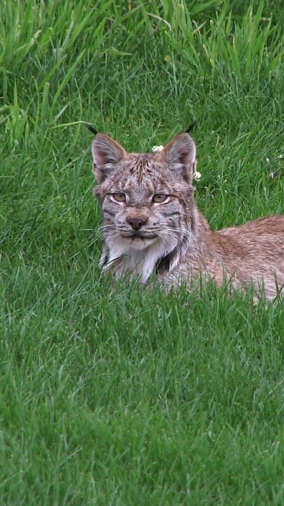 What sets the lynx apart from other cat species? #lynx #cat #naturepbs #animals