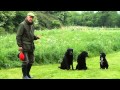 Shooting Times &amp; Skinners: Gundog training part 5