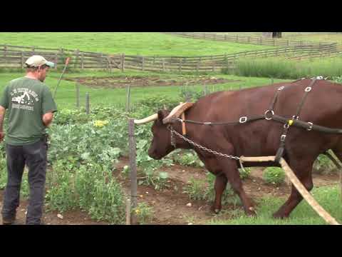 Video: Bør du gå gjennom et jorde med en okse?