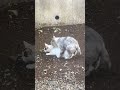 家の前で猫が交尾していた