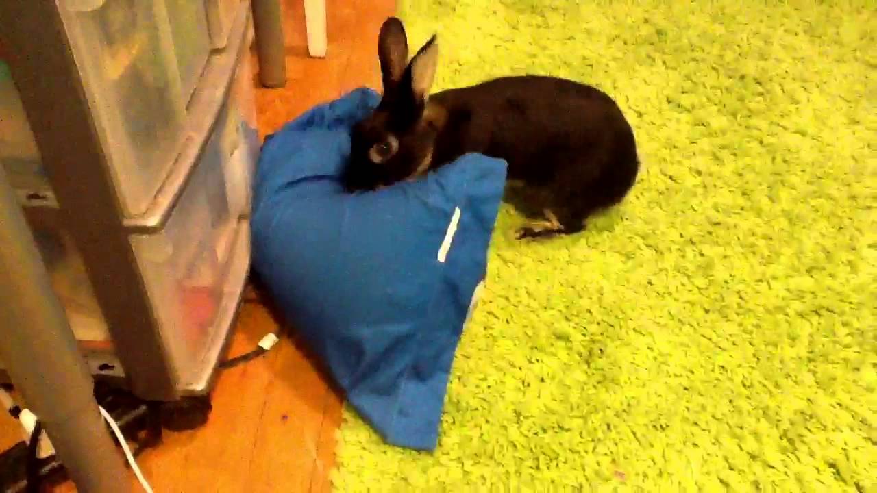 Rabbit Behavior Pushing, Digging and Twirling YouTube