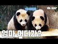 아이바오 돌연 육퇴한 사연?(믿는 구석 있음 주의)ㅣAi Bao Quits Parenting?! (Got Back-up Though) image