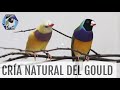 CRÍA NATURAL DIAMANTE DE GOULD | Diamante de Gould | @AviarioVera