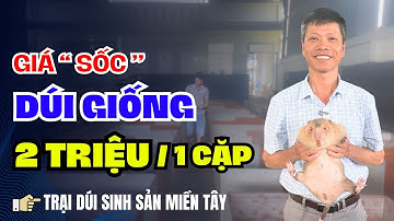 BÁO GIÁ DÚI GIỐNG & GIÁ BAO TIÊU MỚI NHẤT 2025 TẠI TRẠI DÚI MIỀN TÂY. NUÔI DÚI NHƯ NÀO HIỆU QUẢ CAO?