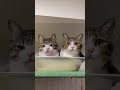 #Shorts 似てる⁉似てない⁉寄り添いくつろぐ血のつながらない2匹の猫。