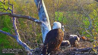 Little Miami Conservancy Bald Eagle 21.04.2024 18:46