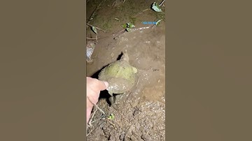 Cá Lớn - bắt Ba Ba ẩn nấp dưới bùn 😱 #khacthuyvlogg
