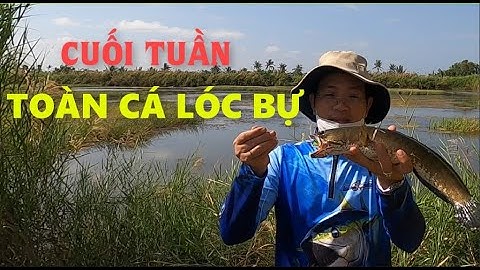 Câu Lure Cá Lóc Vuông Tôm | Giật Cá Thun Cần
