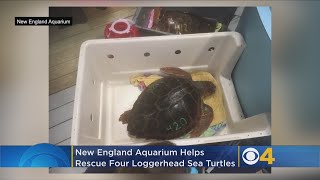 They washed ashore on Cape Cod beaches, hypothermic and in danger. ...