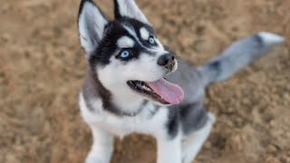 Siberian Husky Dog - Some Facts - Health - Power #usadogs #today #viralvideo by Cute Animal 169 views 1 month ago 1 minute, 14 seconds