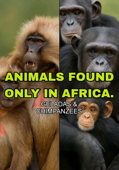 WILD ANIMALS FOUND ONLY IN AFRICA : GELADA & CHIMPANZEE
