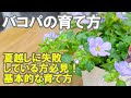 ウォーターバコパ 植え方 263736-ウォーターバコパ 植え方