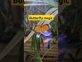#butterflies #butterfly #butterflymagic #beautiful #hedgewitch #magick #ethereal #witchcore