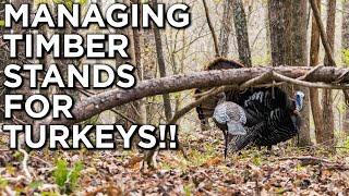 Managing Timber Stands For TURKEYS! | Girdle & Spray | Hack & Squirt