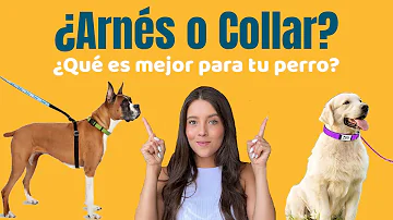 ¿Es mejor un arnés que un collar?