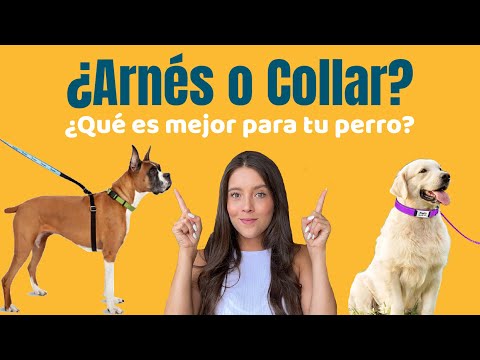 Video: ¿Debería un perro usar un collar todo el día?