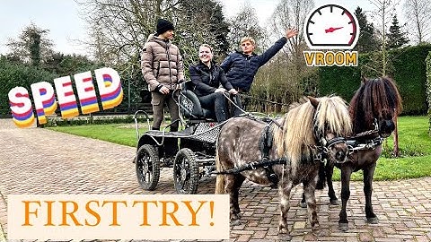 Putting my two ponies in front of the carriage together!