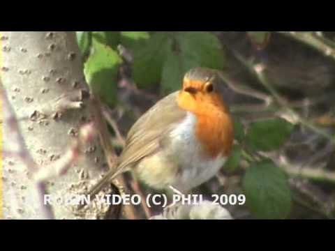 UK GARDEN BIRDS THE UK ROBIN RED BREAST